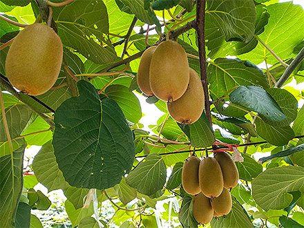 开云体育官方入口基地展示四